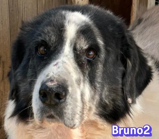 Bruno 2Rasse, schwarz male senior mixed breed for adoption at Elpida & Esperanza, Hoffnung für Straßenhunde e.V., Heppenheim