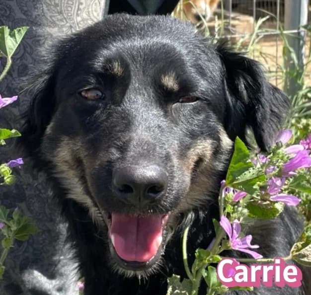 CarrieRasse, schwarz female Mixed Breed for adoption at Elpida & Esperanza, Hoffnung für Straßenhunde e.V., Heppenheim
