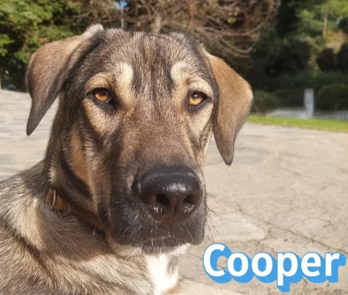 CooperRasse, braun male German Shepherd for adoption at Elpida & Esperanza, Hoffnung für Straßenhunde e.V., Heppenheim