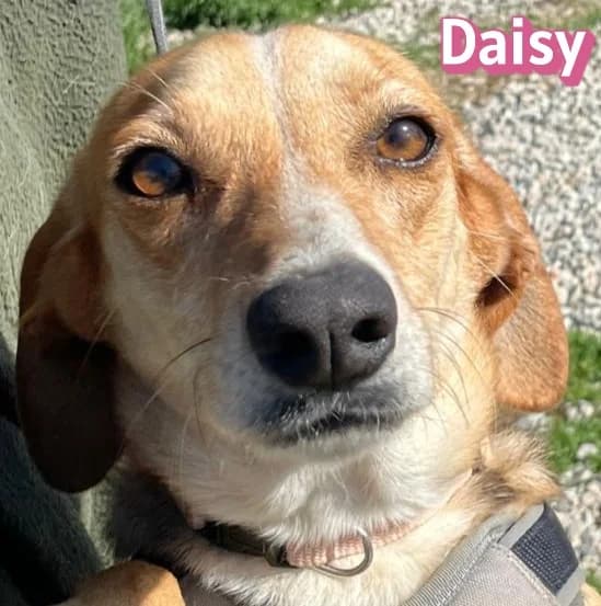DaisyRasse, rot female Beagle for adoption at Elpida & Esperanza, Hoffnung für Straßenhunde e.V., Heppenheim