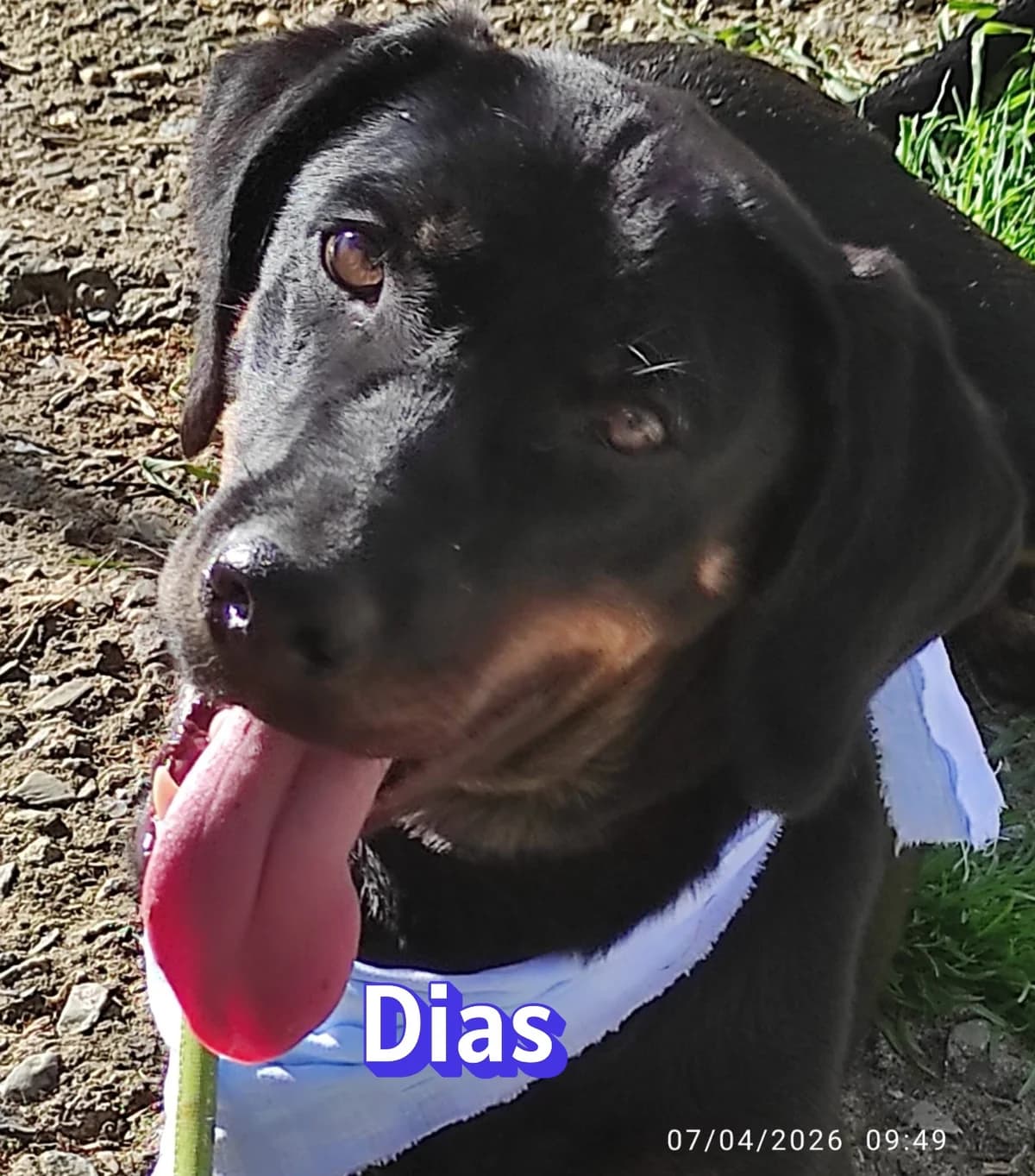 IraRasse, schwarz male Mixed Breed for adoption at Elpida & Esperanza, Hoffnung für Straßenhunde e.V., Heppenheim