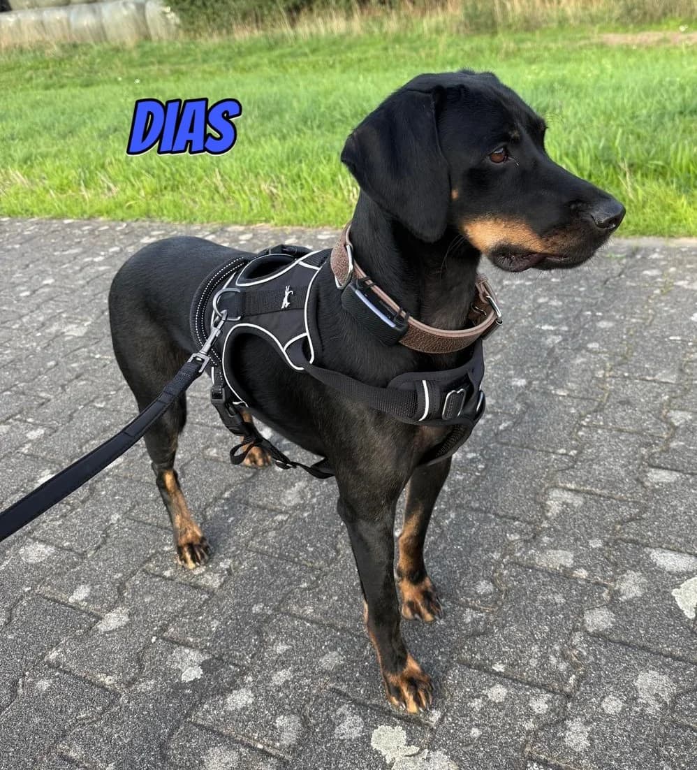 DiasRasse, schwarz male Mixed Breed for adoption at Elpida & Esperanza, Hoffnung für Straßenhunde e.V., Heppenheim