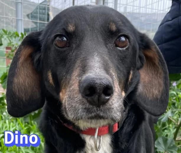 Dino 2Rasse, schwarz male mixed breed for adoption at Elpida & Esperanza, Hoffnung für Straßenhunde e.V., Heppenheim