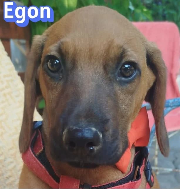EgonRasse, male puppy Mixed Breed for adoption at Elpida & Esperanza, Hoffnung für Straßenhunde e.V., Heppenheim