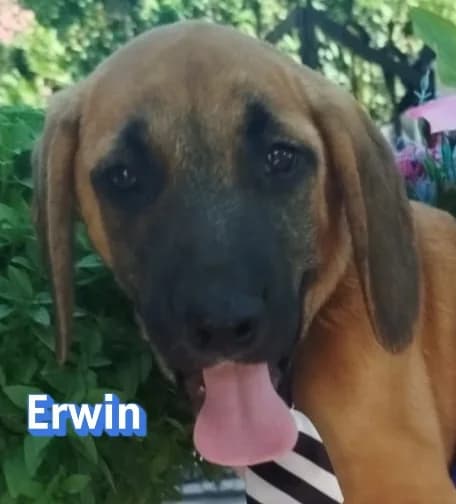 ErwinRasse, braun male puppy Mixed Breed for adoption at Elpida & Esperanza, Hoffnung für Straßenhunde e.V., Heppenheim