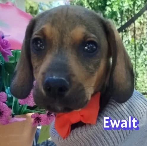 EwaltRasse, braun male puppy Mixed Breed for adoption at Elpida & Esperanza, Hoffnung für Straßenhunde e.V., Heppenheim