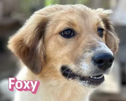 FoxyRasse, female puppy Mixed Breed for adoption at Elpida & Esperanza, Hoffnung für Straßenhunde e.V., Heppenheim