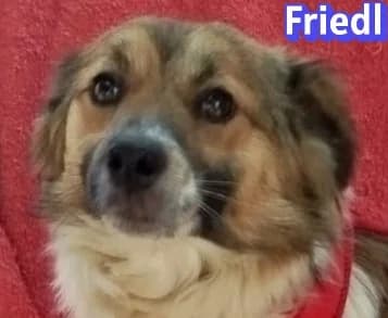 FriedlRasse, male Mixed Breed for adoption at Elpida & Esperanza, Hoffnung für Straßenhunde e.V., Heppenheim