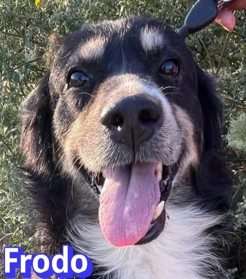 FrodoRasse, schwarz male Mixed Breed for adoption at Elpida & Esperanza, Hoffnung für Straßenhunde e.V., Heppenheim