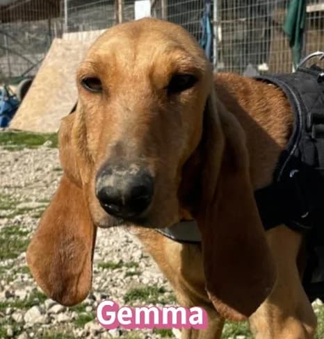 GemmaRasse, female mixed breed for adoption at Elpida & Esperanza, Hoffnung für Straßenhunde e.V., Heppenheim