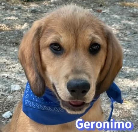 GeronimoRasse, male puppy Mixed Breed for adoption at Elpida & Esperanza, Hoffnung für Straßenhunde e.V., Heppenheim
