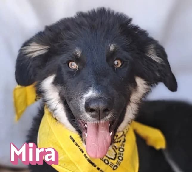 MiraRasse, schwarz female puppy Mixed Breed for adoption at Elpida & Esperanza, Hoffnung für Straßenhunde e.V., Heppenheim
