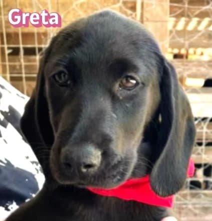 GretaRasse, female puppy Mixed Breed for adoption at Elpida & Esperanza, Hoffnung für Straßenhunde e.V., Heppenheim