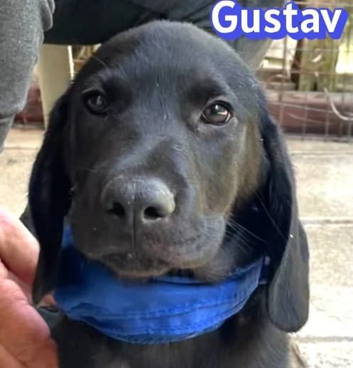 GustavRasse, male puppy Mixed Breed for adoption at Elpida & Esperanza, Hoffnung für Straßenhunde e.V., Heppenheim
