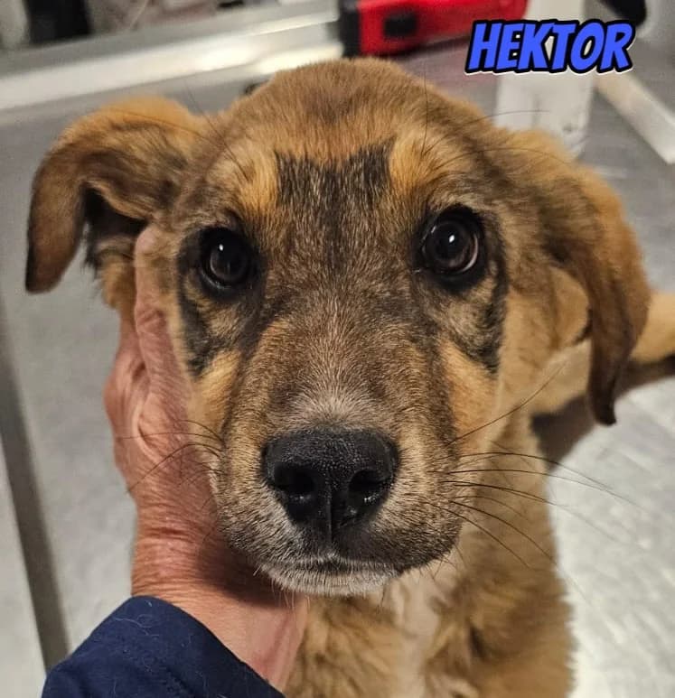 HektorRasse, braun male Mixed Breed for adoption at Elpida & Esperanza, Hoffnung für Straßenhunde e.V., Heppenheim