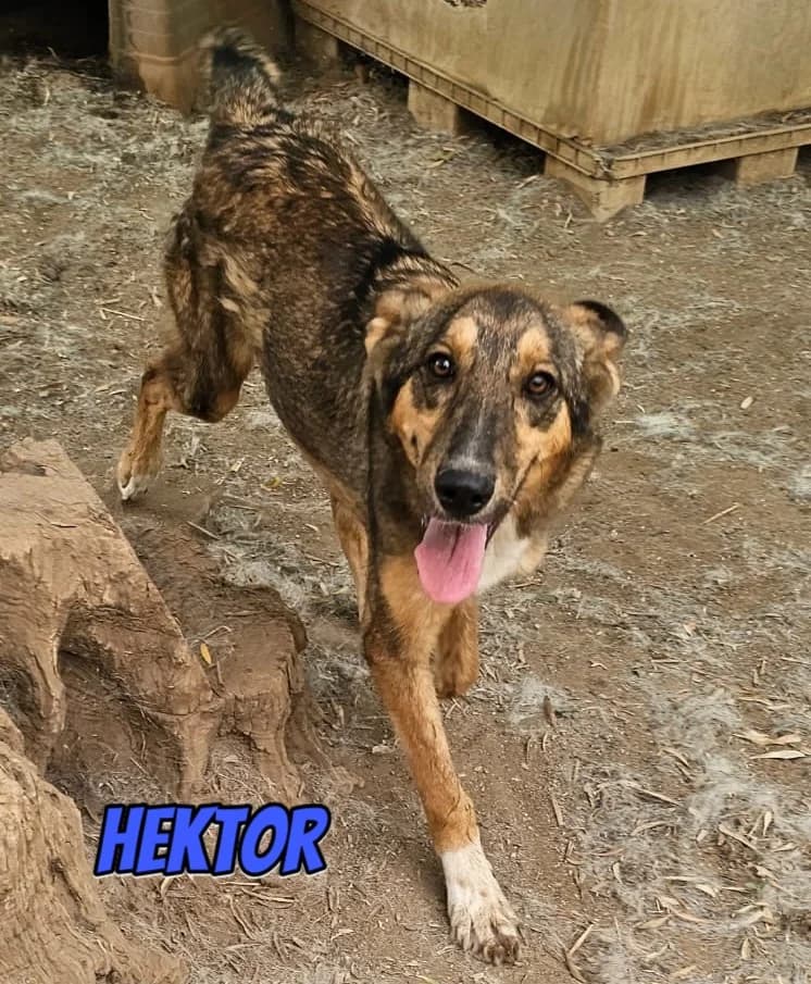 HektorRasse, braun male Mixed Breed for adoption at Elpida & Esperanza, Hoffnung für Straßenhunde e.V., Heppenheim