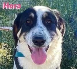 HeraRasse, female 3yo mixed breed for adoption at Elpida & Esperanza, Hoffnung für Straßenhunde e.V., Heppenheim