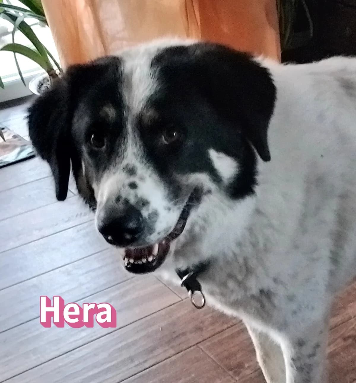 HeraRasse, female 3yo mixed breed for adoption at Elpida & Esperanza, Hoffnung für Straßenhunde e.V., Heppenheim