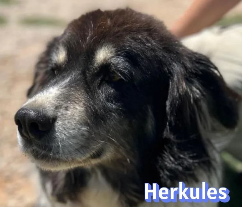 HerkulesRasse, schwarz male Mixed Breed for adoption at Elpida & Esperanza, Hoffnung für Straßenhunde e.V., Heppenheim