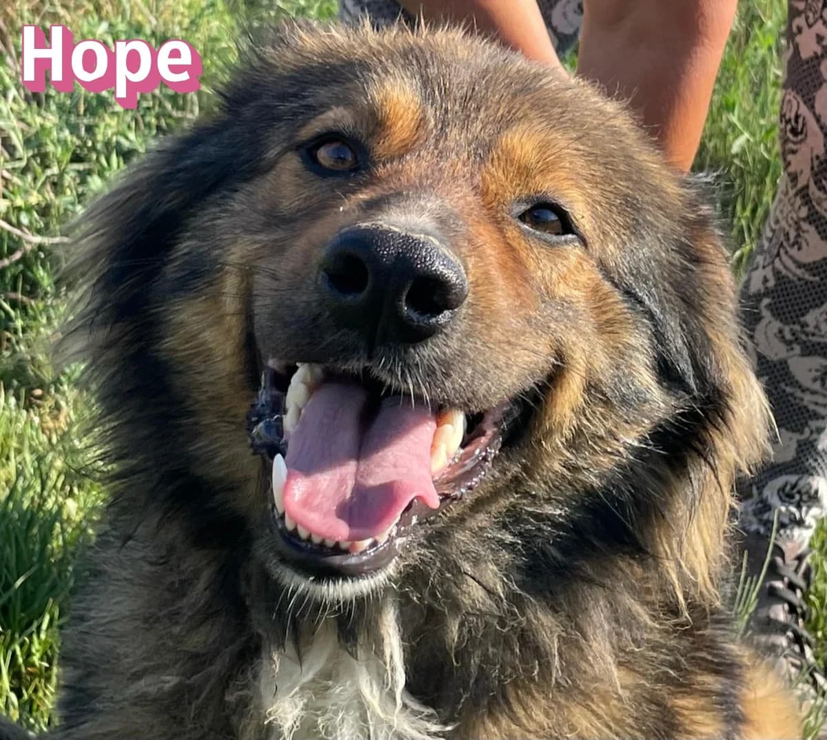 HopeRasse, schwarz female Mixed Breed for adoption at Elpida & Esperanza, Hoffnung für Straßenhunde e.V., Heppenheim
