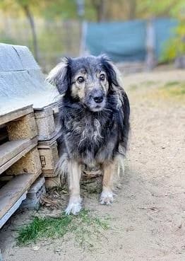 KataRasse, schwarz female Mixed Breed for adoption at Elpida & Esperanza, Hoffnung für Straßenhunde e.V., Heppenheim