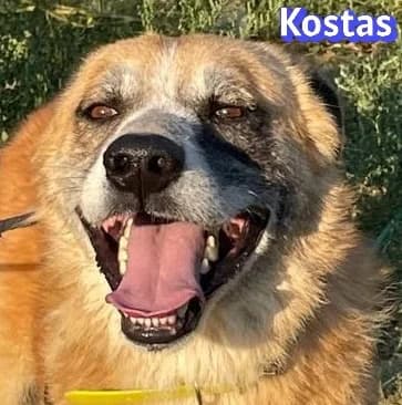 KostasRasse, male Mixed Breed for adoption at Elpida & Esperanza, Hoffnung für Straßenhunde e.V., Heppenheim