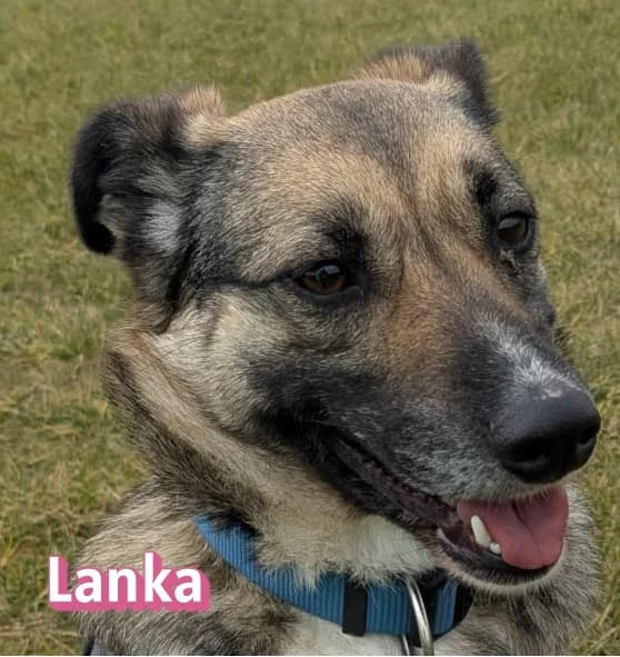 LankaRasse, schwarz female Mixed Breed for adoption at Elpida & Esperanza, Hoffnung für Straßenhunde e.V., Heppenheim