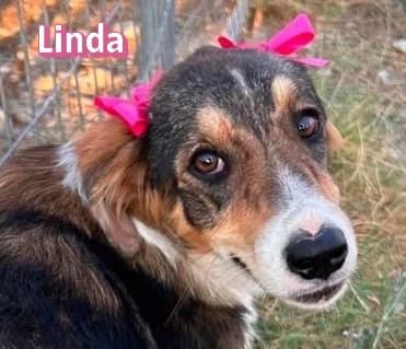 LindaRasse, schwarz female Mixed Breed for adoption at Elpida & Esperanza, Hoffnung für Straßenhunde e.V., Heppenheim