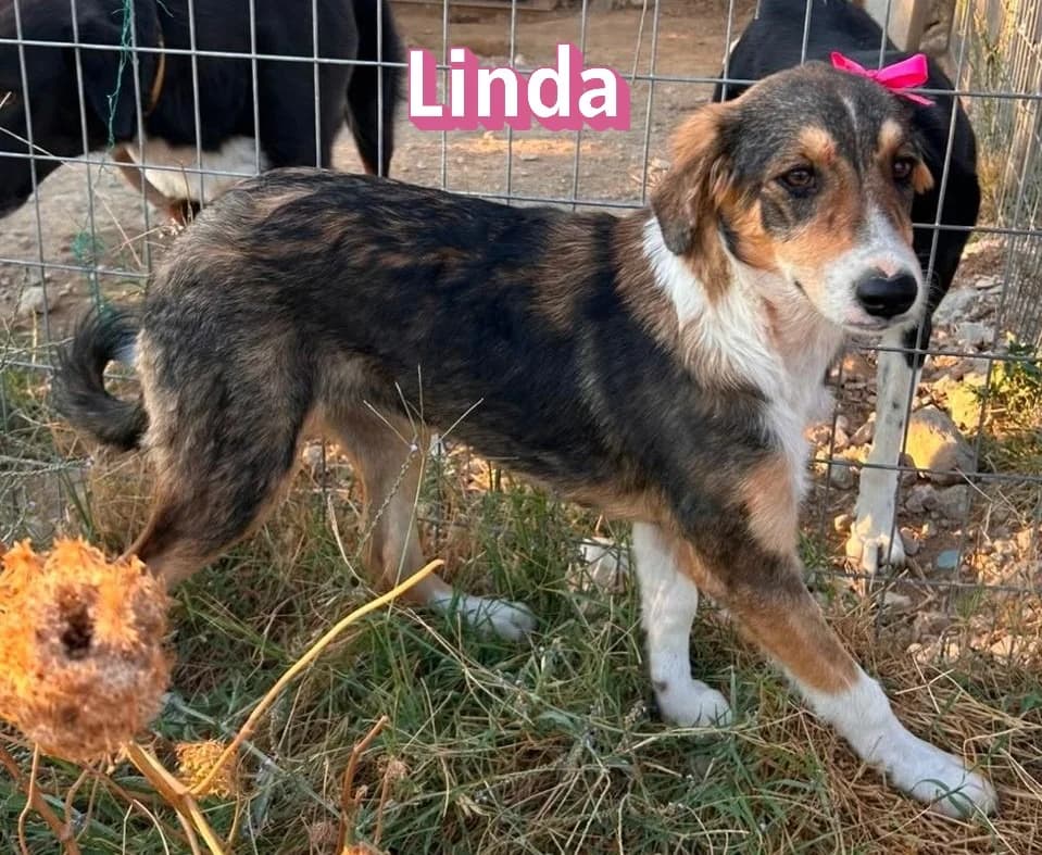 LindaRasse, schwarz female Mixed Breed for adoption at Elpida & Esperanza, Hoffnung für Straßenhunde e.V., Heppenheim