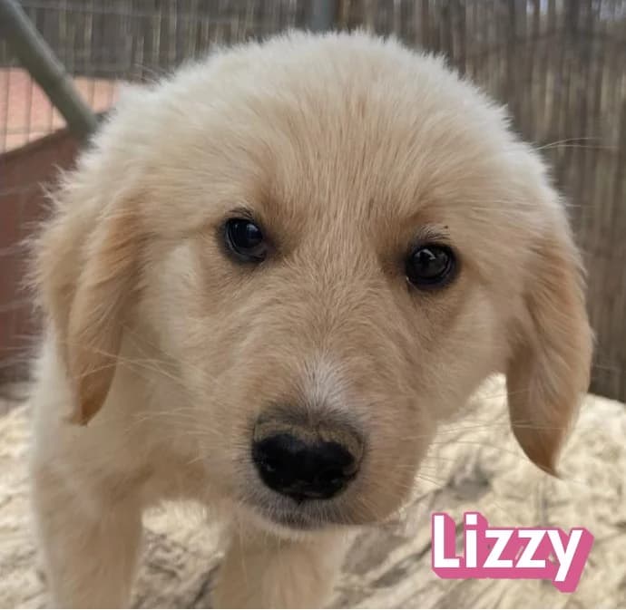 LizzyRasse, female puppy Mixed Breed for adoption at Elpida & Esperanza, Hoffnung für Straßenhunde e.V., Heppenheim