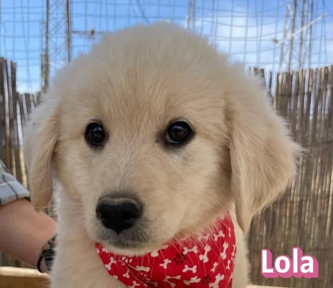 LolaRasse, female puppy Mixed Breed for adoption at Elpida & Esperanza, Hoffnung für Straßenhunde e.V., Heppenheim