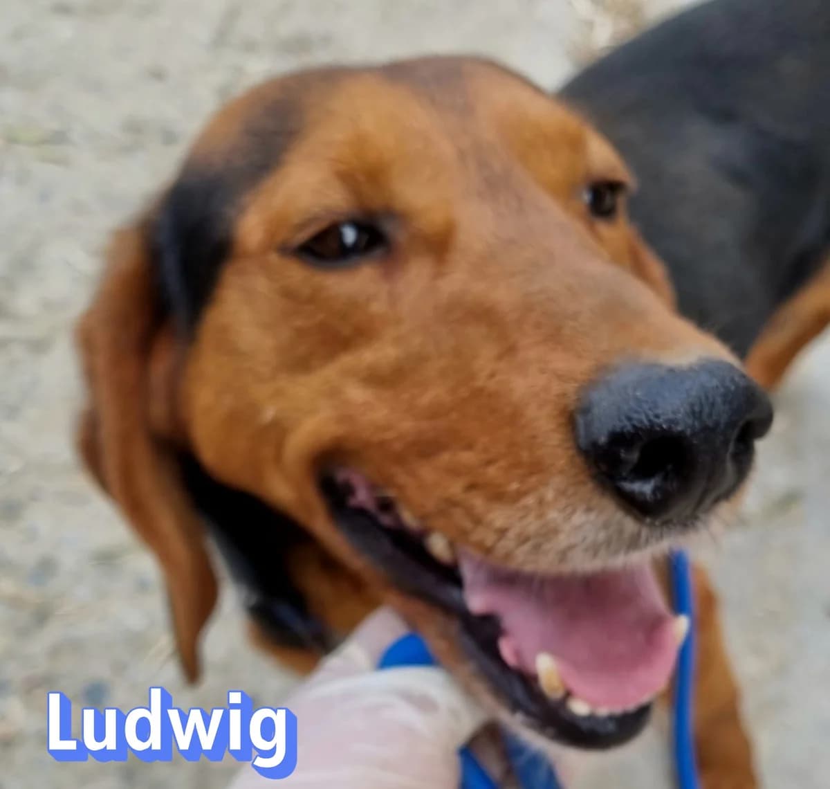 LudwigRasse, schwarz male Mixed Breed for adoption at Elpida & Esperanza, Hoffnung für Straßenhunde e.V., Heppenheim