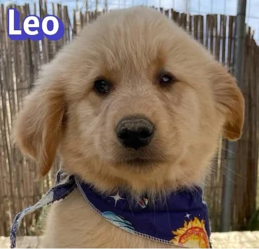 LeoRasse, male puppy Mixed Breed for adoption at Elpida & Esperanza, Hoffnung für Straßenhunde e.V., Heppenheim