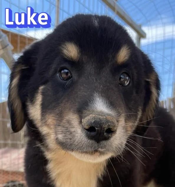 LukeRasse, schwarz male puppy Mixed Breed for adoption at Elpida & Esperanza, Hoffnung für Straßenhunde e.V., Heppenheim