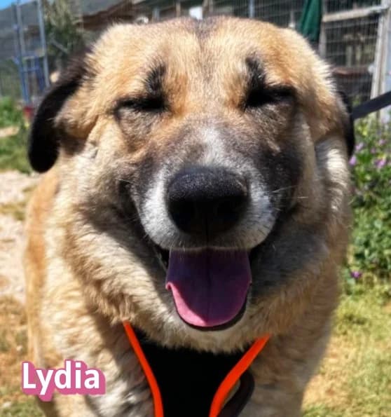 LydiaRasse, female Mixed Breed for adoption at Elpida & Esperanza, Hoffnung für Straßenhunde e.V., Heppenheim