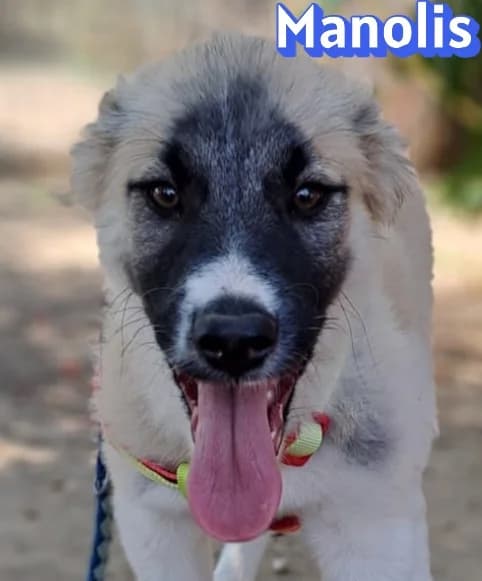 ManolisRasse, creme male puppy Mixed Breed for adoption at Elpida & Esperanza, Hoffnung für Straßenhunde e.V., Heppenheim