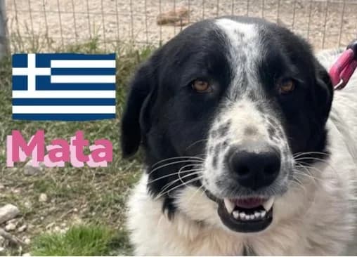 MataRasse, female 3yo mixed breed for adoption at Elpida & Esperanza, Hoffnung für Straßenhunde e.V., Heppenheim