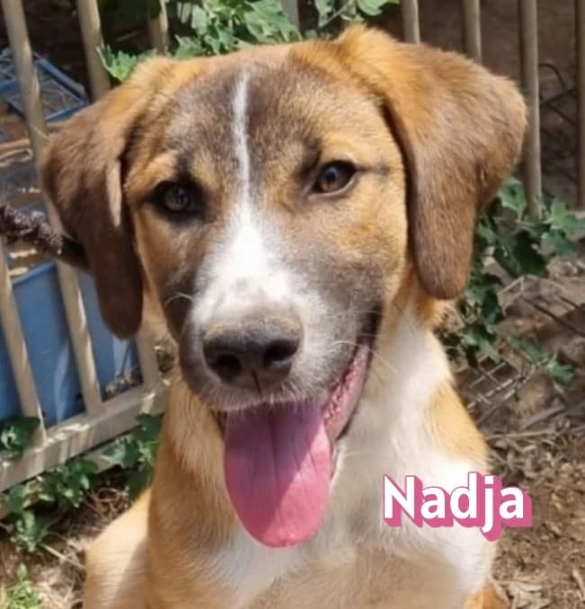 NadjaRasse, rot female Mixed Breed for adoption at Elpida & Esperanza, Hoffnung für Straßenhunde e.V., Heppenheim