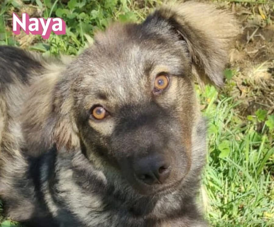 NayaRasse, schwarz female Mixed Breed for adoption at Elpida & Esperanza, Hoffnung für Straßenhunde e.V., Heppenheim