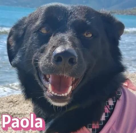 PaolaRasse, female Mixed Breed for adoption at Elpida & Esperanza, Hoffnung für Straßenhunde e.V., Heppenheim