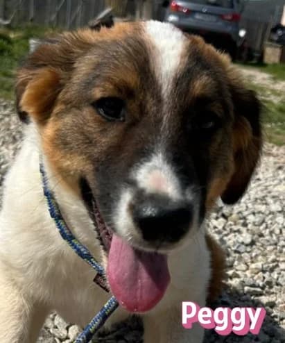 PeggyRasse, female puppy Mixed Breed for adoption at Elpida & Esperanza, Hoffnung für Straßenhunde e.V., Heppenheim