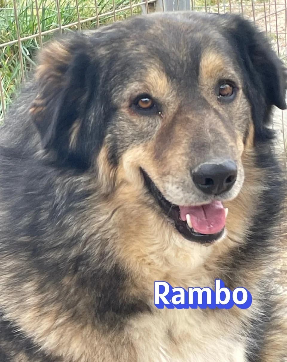 RamboRasse, male Mixed Breed for adoption at Elpida & Esperanza, Hoffnung für Straßenhunde e.V., Heppenheim