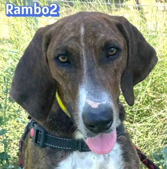 Rambo 2Rasse, schwarz male Mixed Breed for adoption at Elpida & Esperanza, Hoffnung für Straßenhunde e.V., Heppenheim