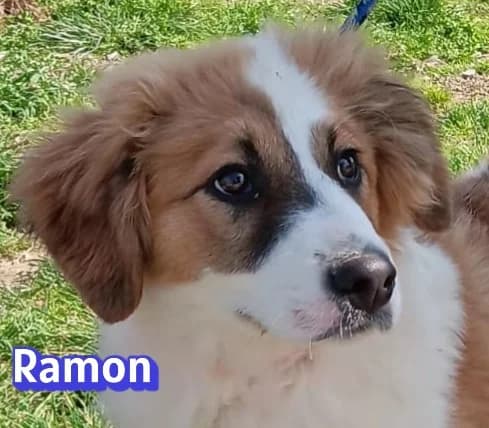 RamonRasse, male puppy Mixed Breed for adoption at Elpida & Esperanza, Hoffnung für Straßenhunde e.V., Heppenheim