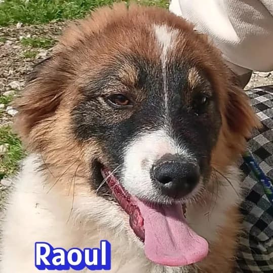 RaoulRasse, schwarz male puppy Mixed Breed for adoption at Elpida & Esperanza, Hoffnung für Straßenhunde e.V., Heppenheim