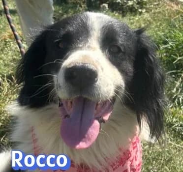 RoccoRasse, schwarz male young Mixed Breed for adoption at Elpida & Esperanza, Hoffnung für Straßenhunde e.V., Heppenheim