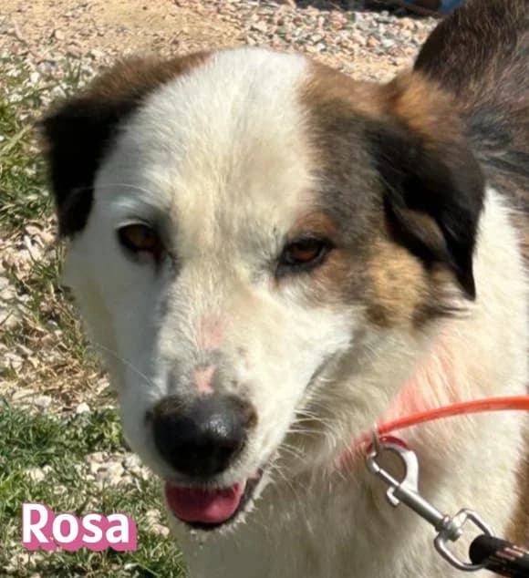 RosaRasse, braun female puppy Mixed Breed for adoption at Elpida & Esperanza, Hoffnung für Straßenhunde e.V., Heppenheim
