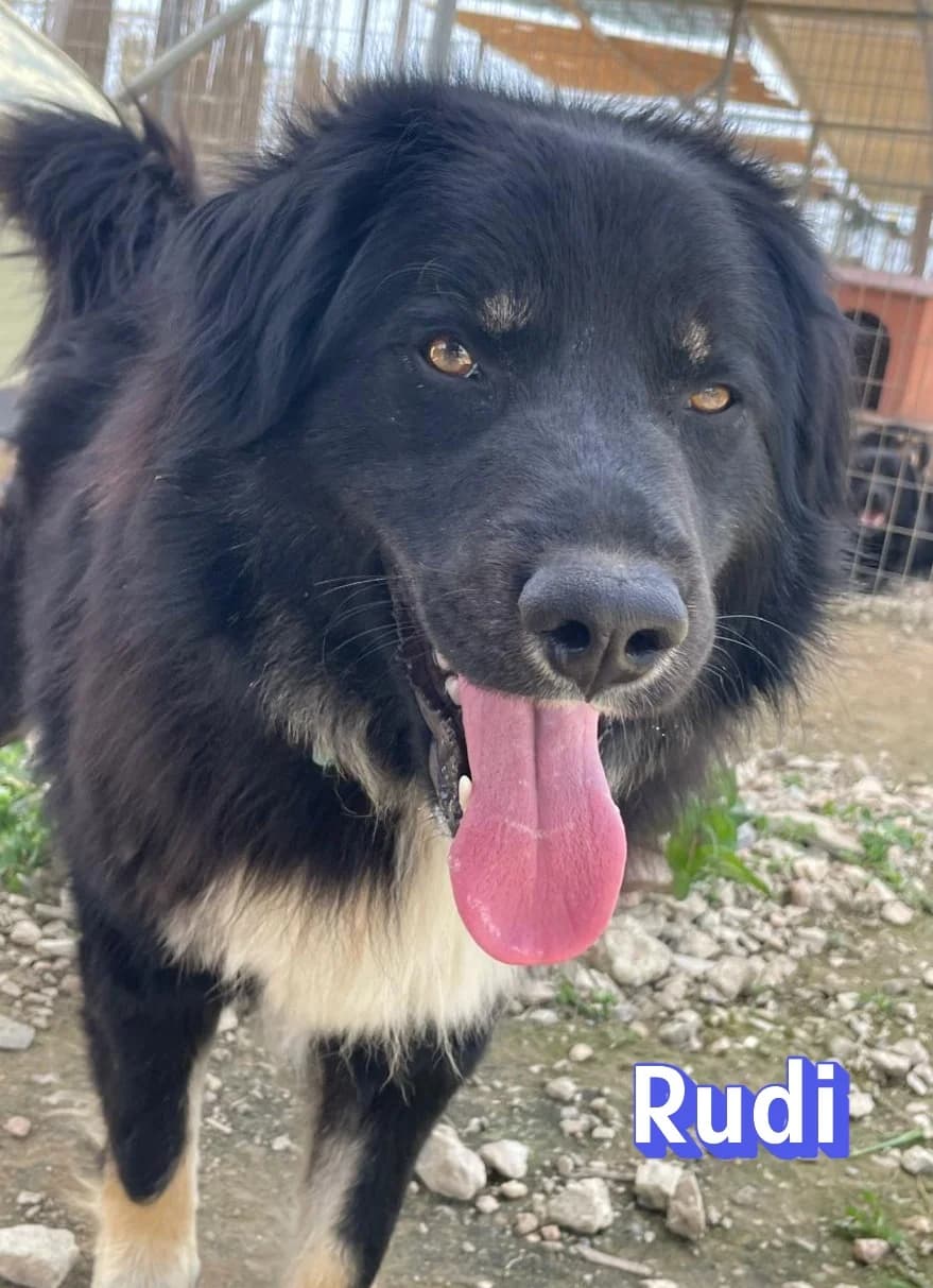 RudiRasse, schwarz male Mixed Breed for adoption at Elpida & Esperanza, Hoffnung für Straßenhunde e.V., Heppenheim