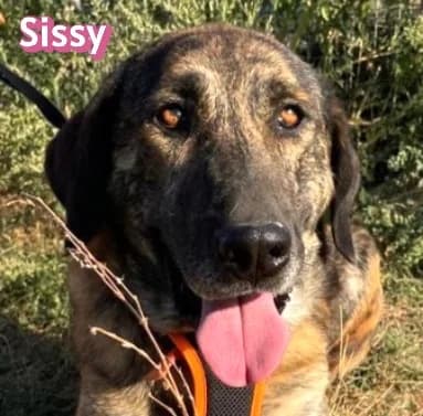 SissyRasse, female Mixed Breed for adoption at Elpida & Esperanza, Hoffnung für Straßenhunde e.V., Heppenheim