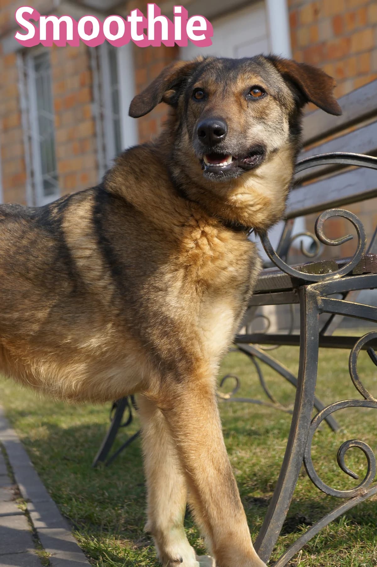 SmoothieRasse, female puppy Mixed Breed for adoption at Elpida & Esperanza, Hoffnung für Straßenhunde e.V., Heppenheim